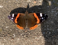 Vanessa atalanta