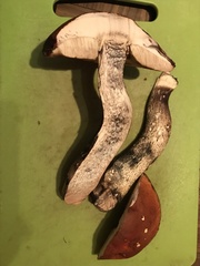 Leccinum vulpinum