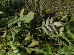 Phyllactinia fraxini