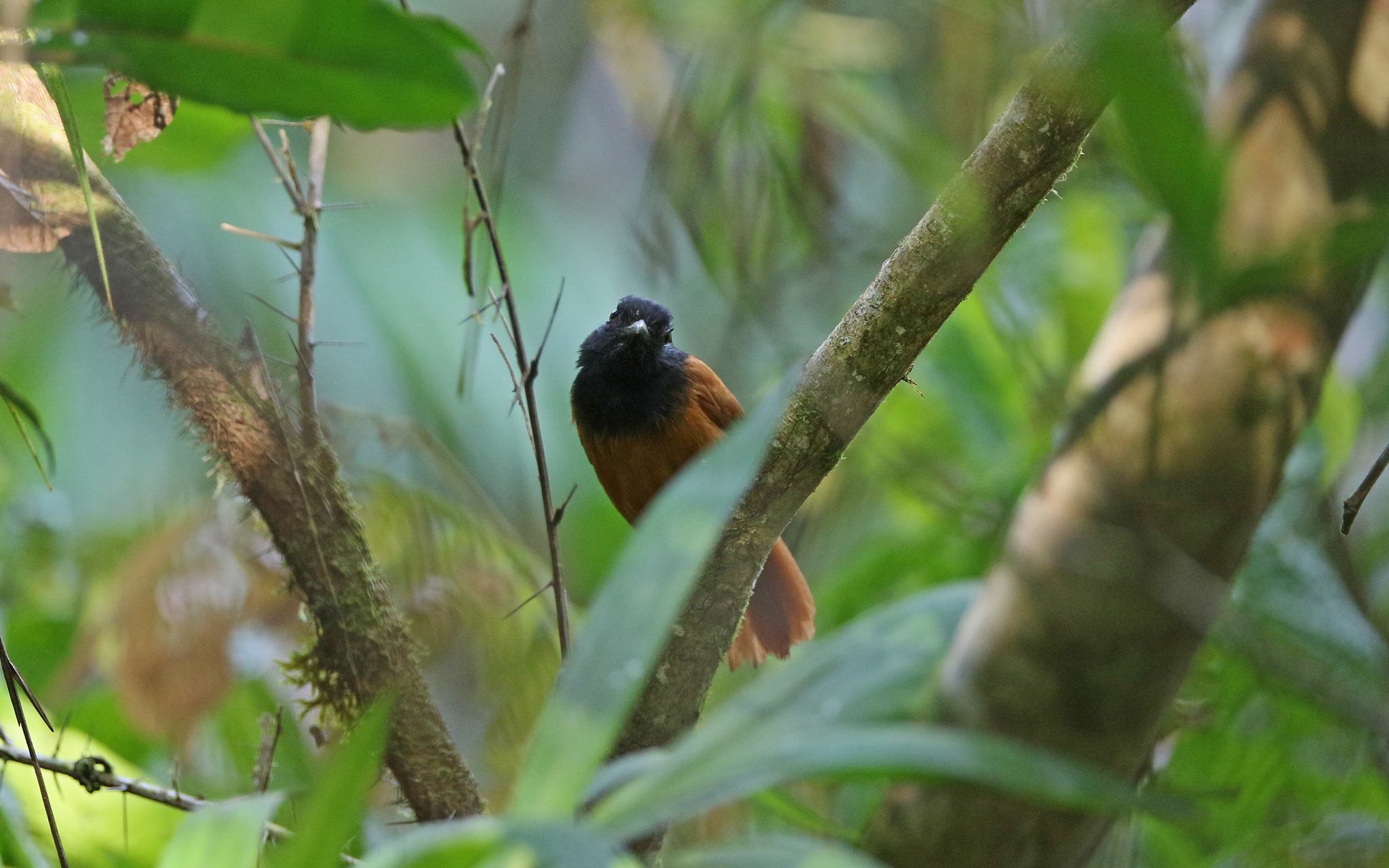 Cocha Antshrike (Thamnophilus praecox), photo 9
