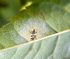 Phyllactinia fraxini