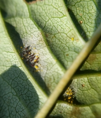Phyllactinia fraxini