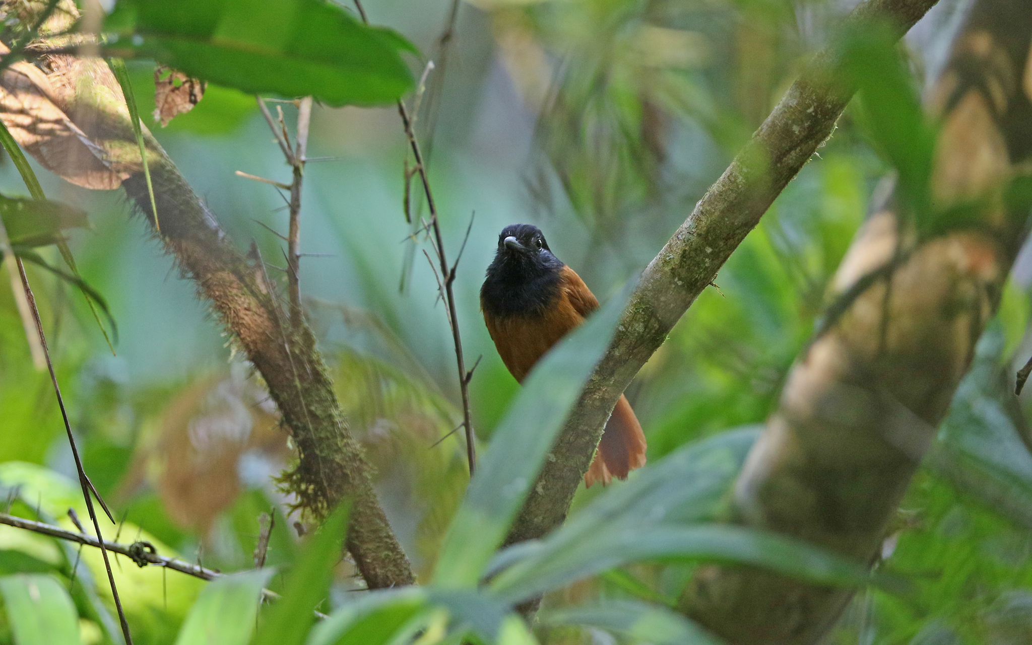 Cocha Antshrike (Thamnophilus praecox), photo 10