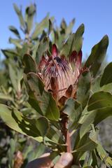 Protea susannae