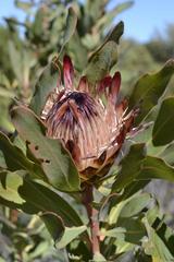 Protea susannae