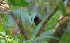 Thamnophilus praecox