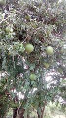 Strychnos spinosa spinosa