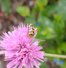 Diabrotica undecimpunctata