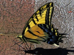 Papilio multicaudata