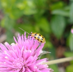 Diabrotica undecimpunctata