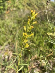 Solidago gillmanii