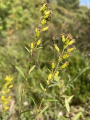 Solidago gillmanii