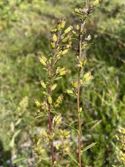 Solidago gillmanii