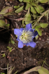 Gentiana bicuspidata
