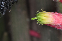 Cleistocactus smaragdiflorus