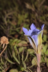 Gentiana bicuspidata