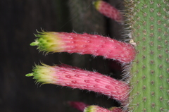 Cleistocactus smaragdiflorus