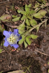 Gentiana bicuspidata