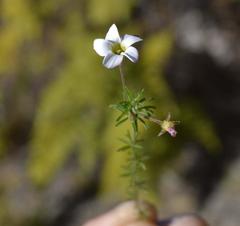 Oxalis tenuifolia