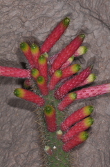 Cleistocactus smaragdiflorus