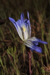 Gentiana bicuspidata