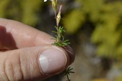 Oxalis tenuifolia