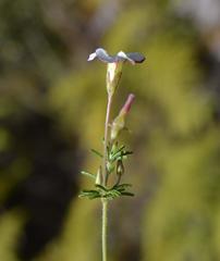 Oxalis tenuifolia