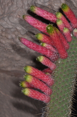 Cleistocactus smaragdiflorus