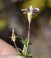 Oxalis tenuifolia