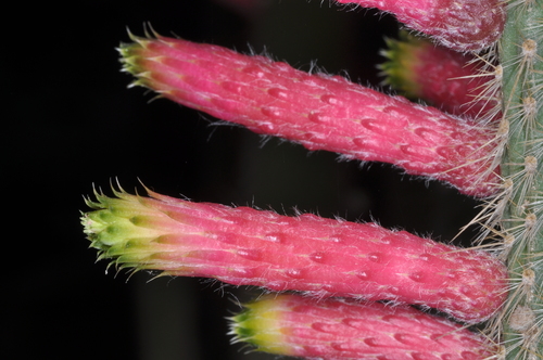 Image of Cleistocactus smaragdiflorus by (c) aacocucci, some rights reserved (CC BY)