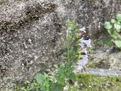 Clinopodium nepeta