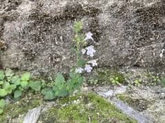 Clinopodium nepeta