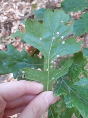 Janetia cerris