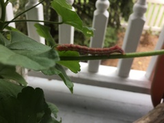 Lepidoptera