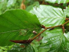 Oligolophus