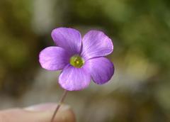 Oxalis bifida