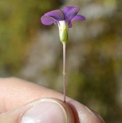 Oxalis bifida