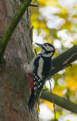 Dendrocopos major