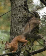 Sciurus vulgaris