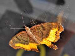 Eurytela dryope angulata