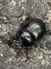 Anoplotrupes stercorosus