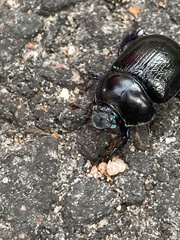 Anoplotrupes stercorosus