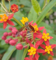 Polistes fuscatus