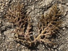 Cystoseira compressa