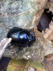 Anoplotrupes stercorosus