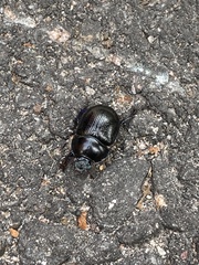 Anoplotrupes stercorosus