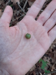 Andricus infectorius