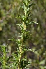 Cliffortia phillipsii