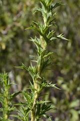 Cliffortia phillipsii