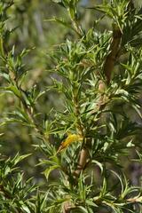 Cliffortia phillipsii